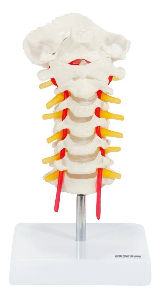 Axis Scientific Cervical Spine Model With Spinal Nerves And Arteries