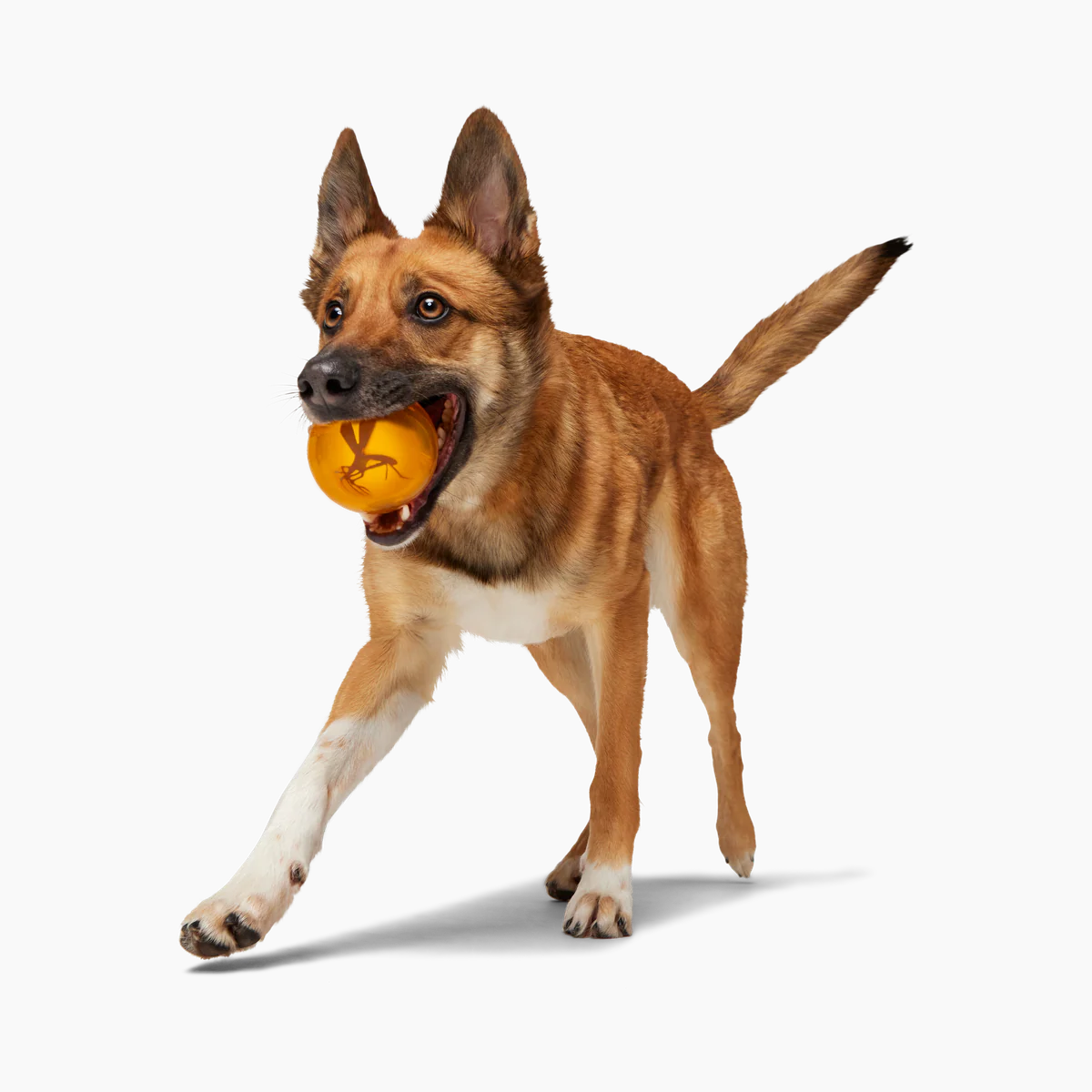 It's In My DNA Durable Super Chewer Fetch Dog Toy
