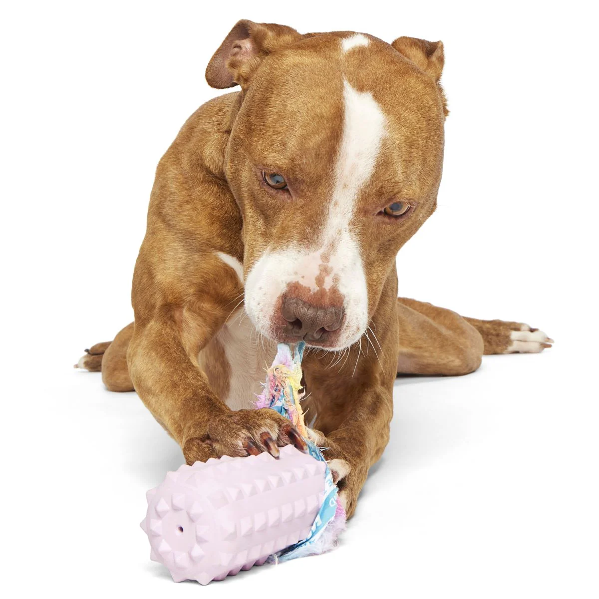 Grateful Ted Durable Super Chewer 2-In-1 Rip And Reveal + Fetch Dog Toy
