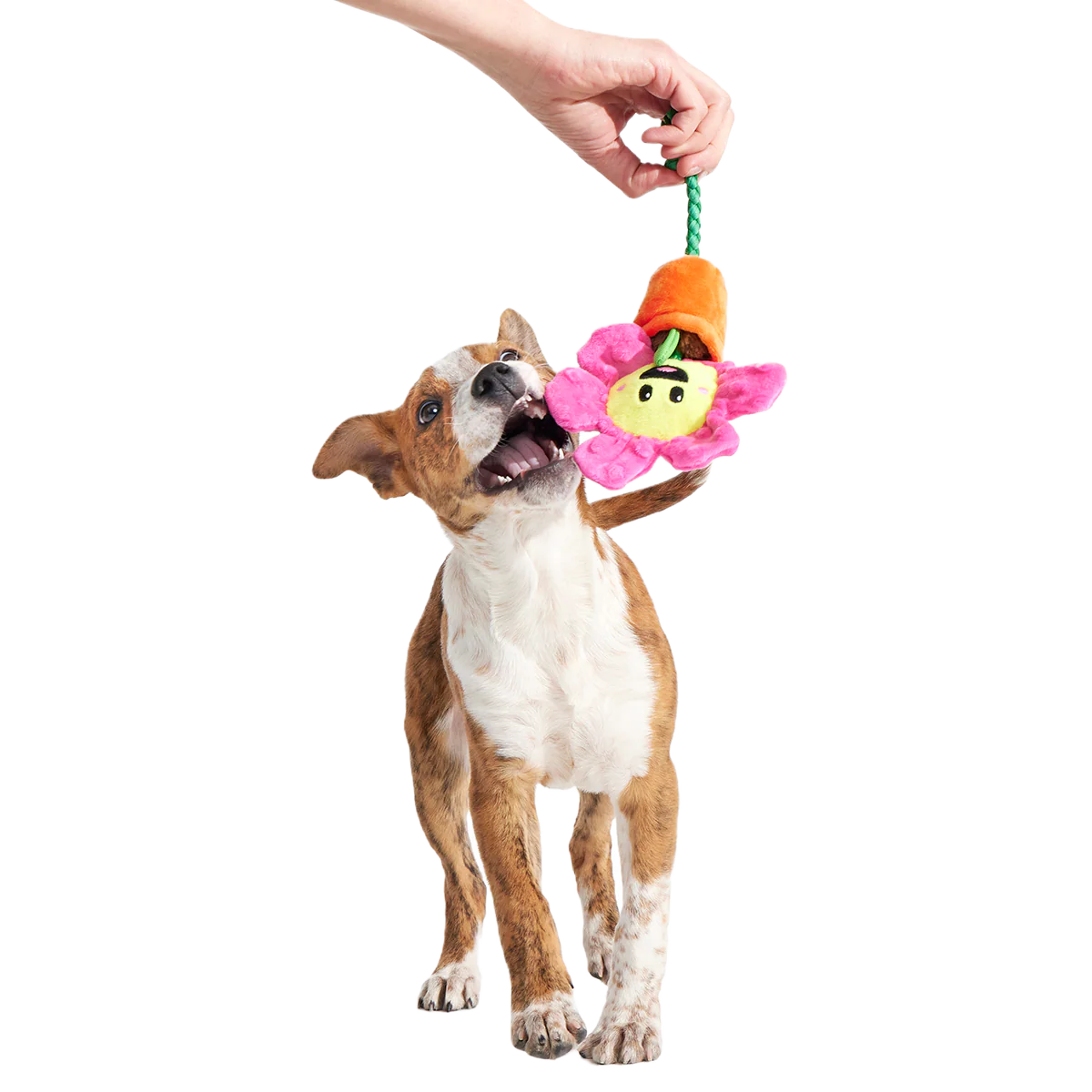 Rose the Daisy Plush Tug Dog Toy