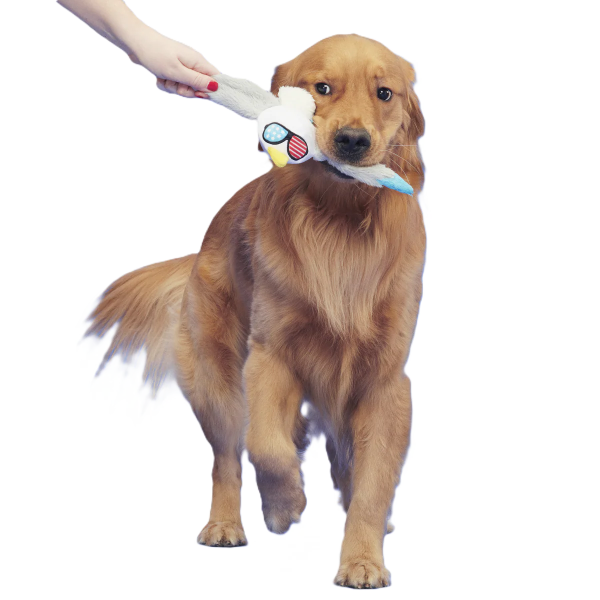 Free Gull Plush Tug Dog Toy