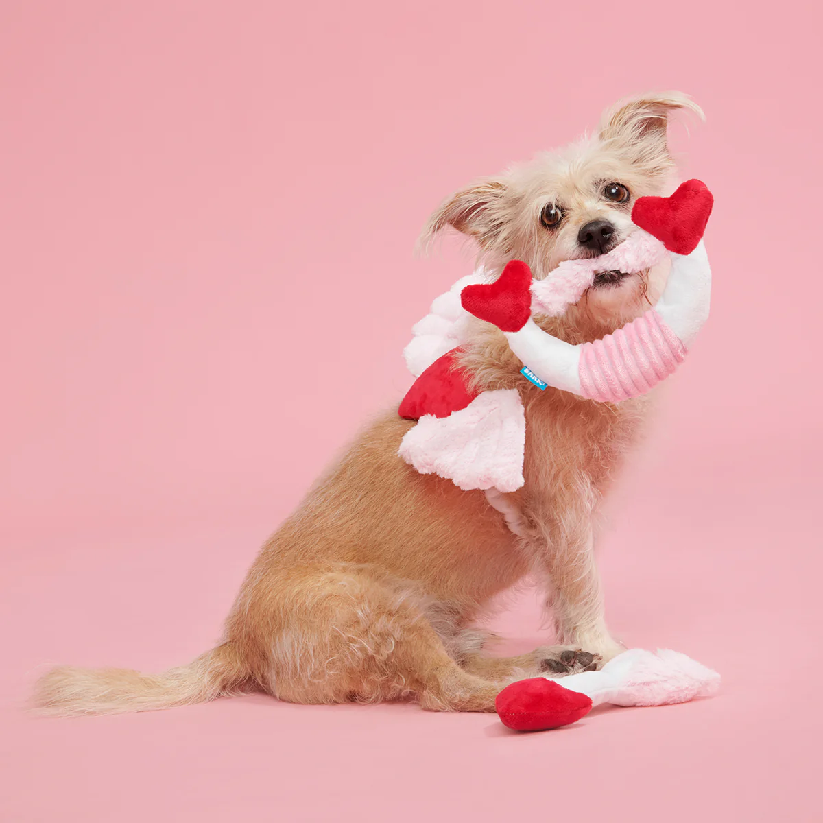 Cupid Bundle Plush Wearable Dog Toy