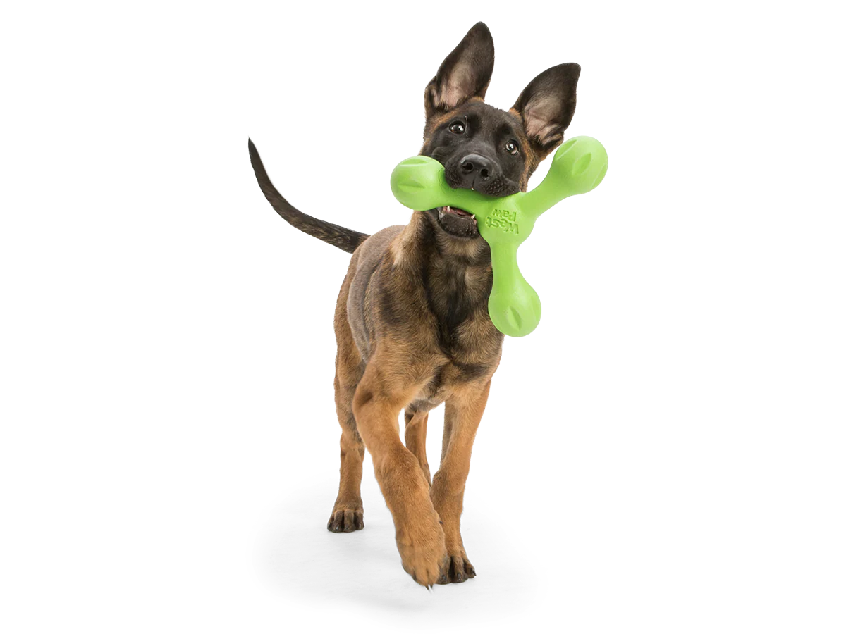Skamp The Final Fetch