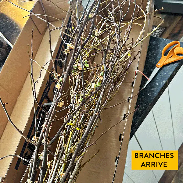 30 Inch Living Forsythia Stem Bunch