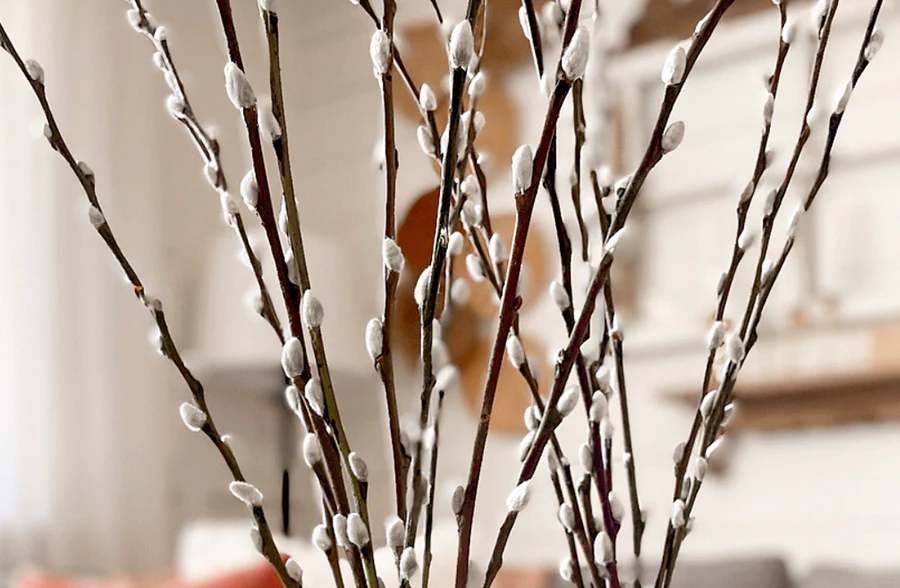 Live Pussy Willow Stem Bundle