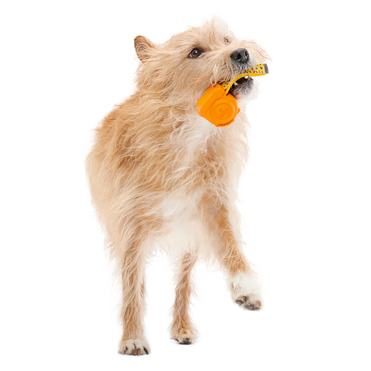 Tug Measure Super Chewer Durable Dog Toy
