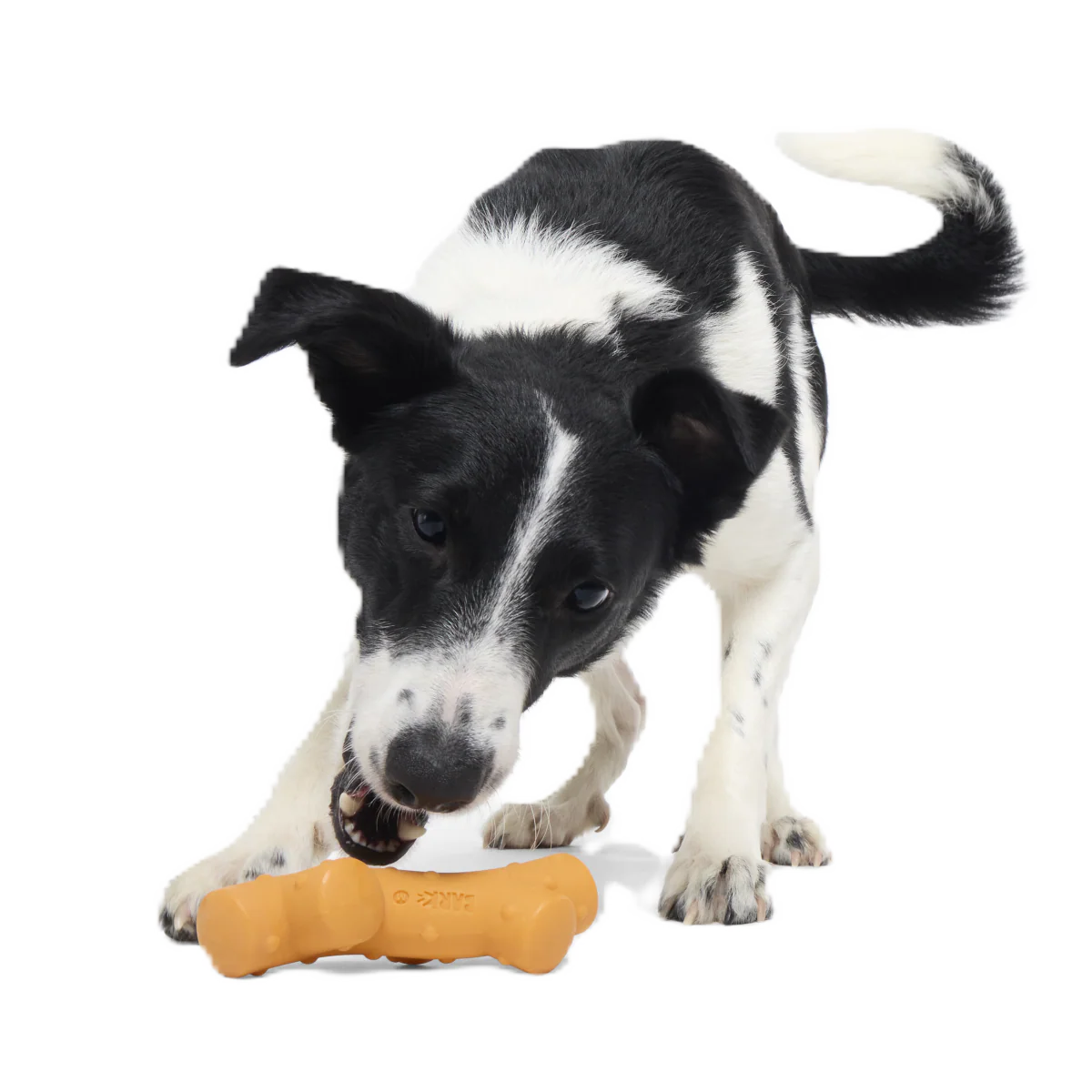 Reef Teefer Super Chewer Durable Gnaw Dog Toy