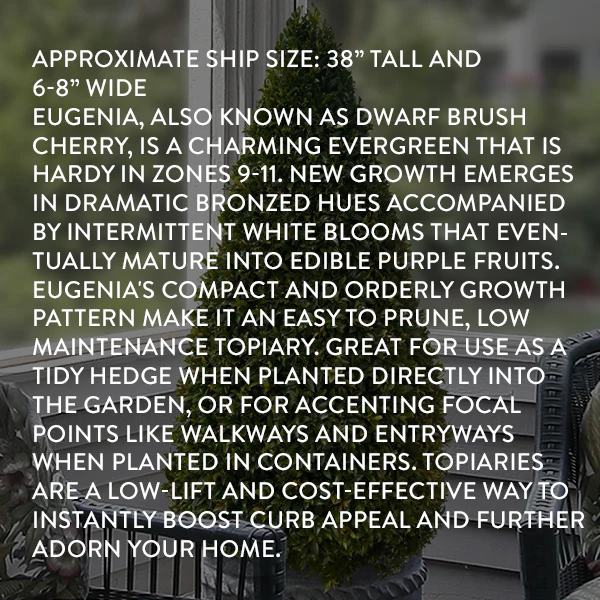 Eugenia Cone Topiary