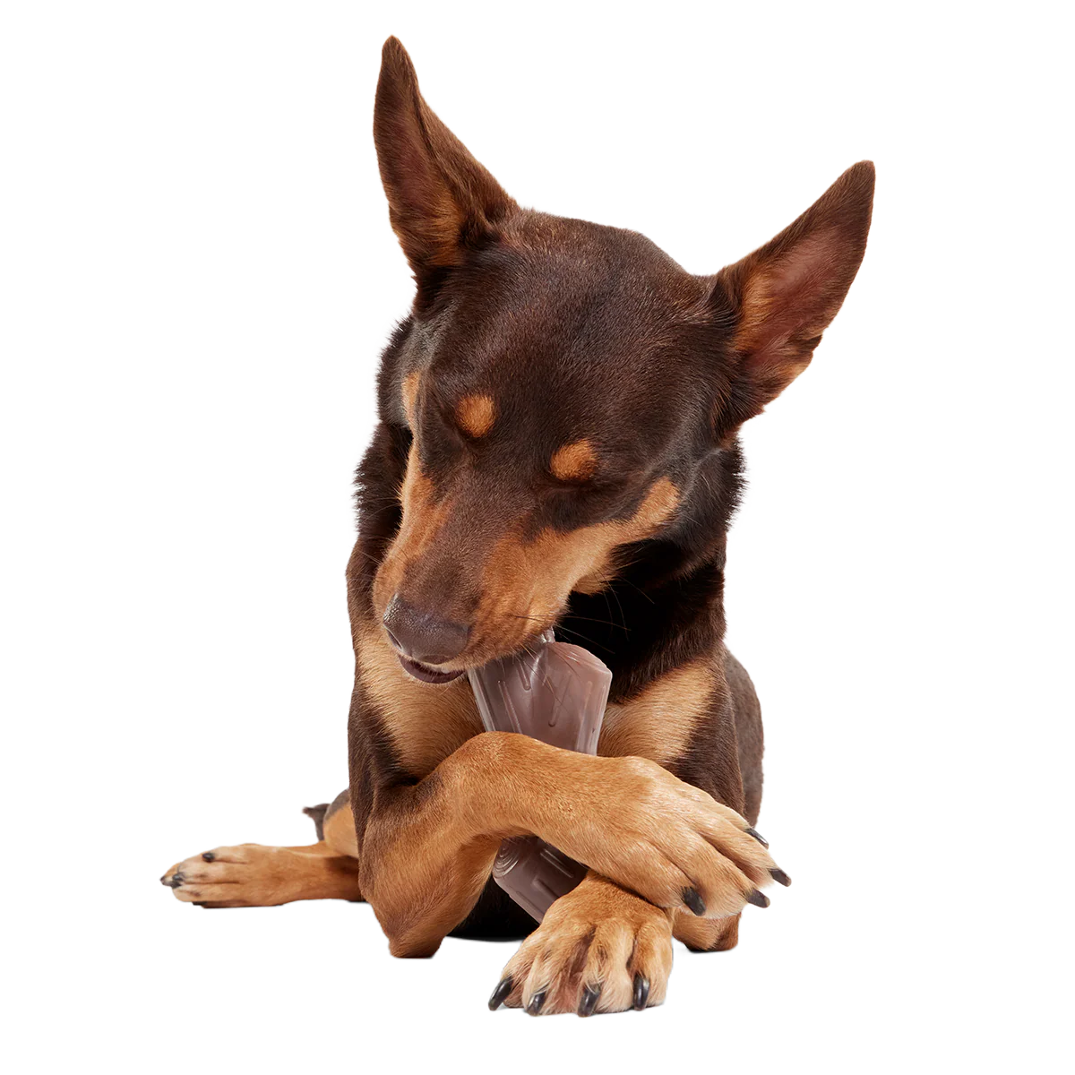 Fall Fetch Stick Super Chewer Durable Gnaw Dog Toy