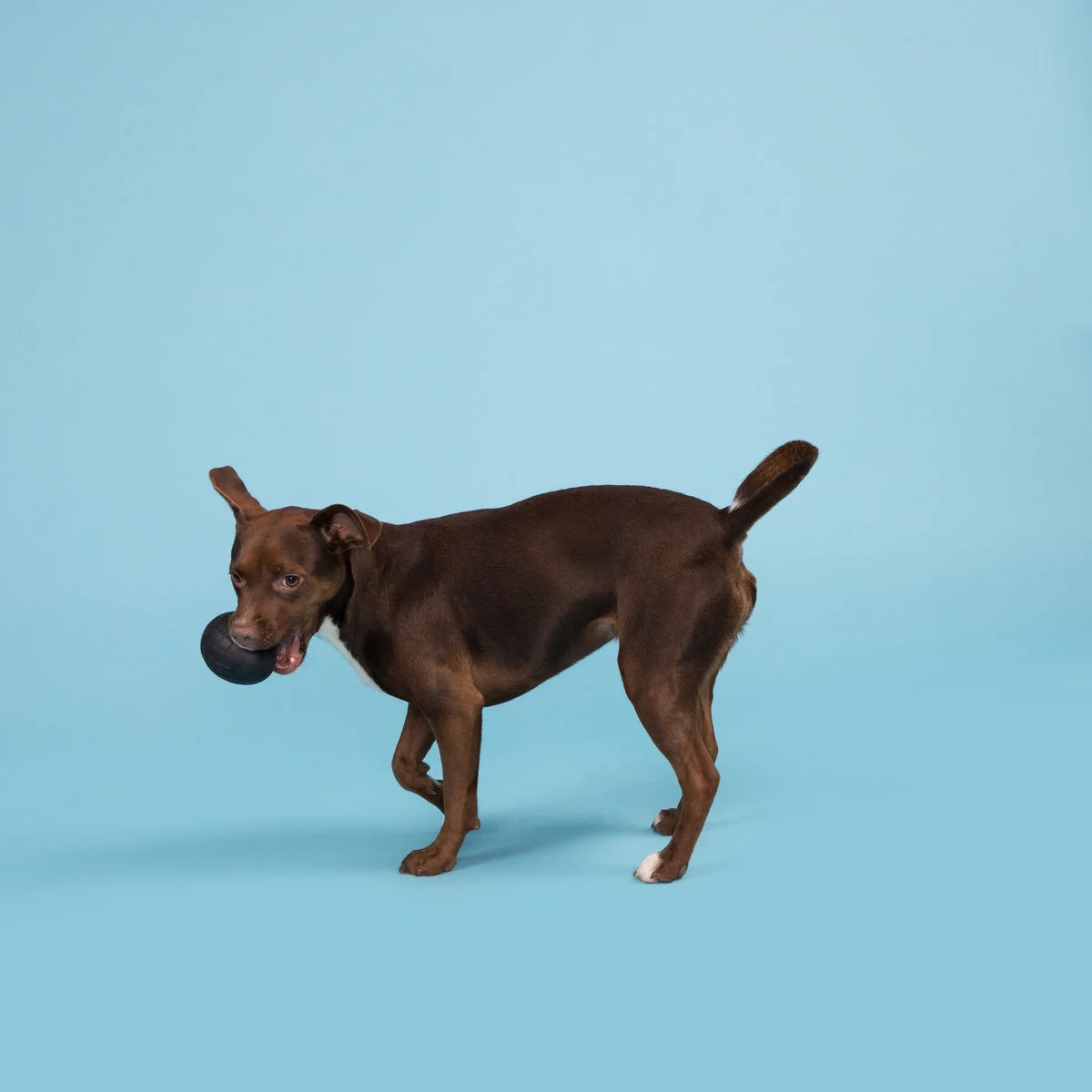 Origin Super Chewer Durable Fetch Dog Toy