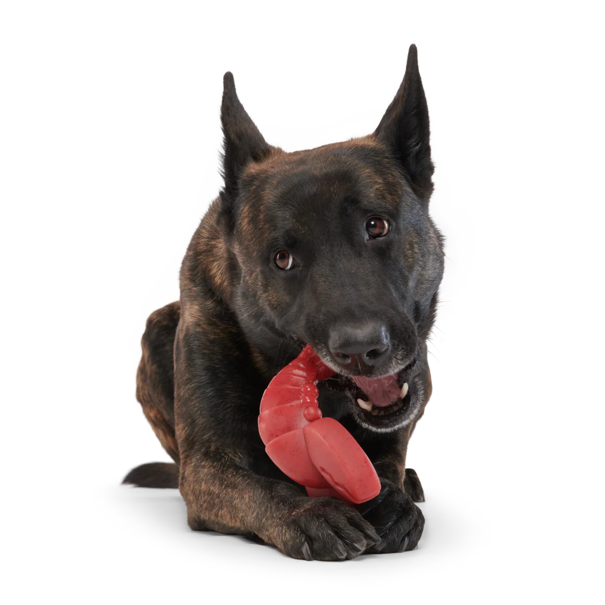 Gnawfish Super Chewer Durable Gnaw Dog Toy