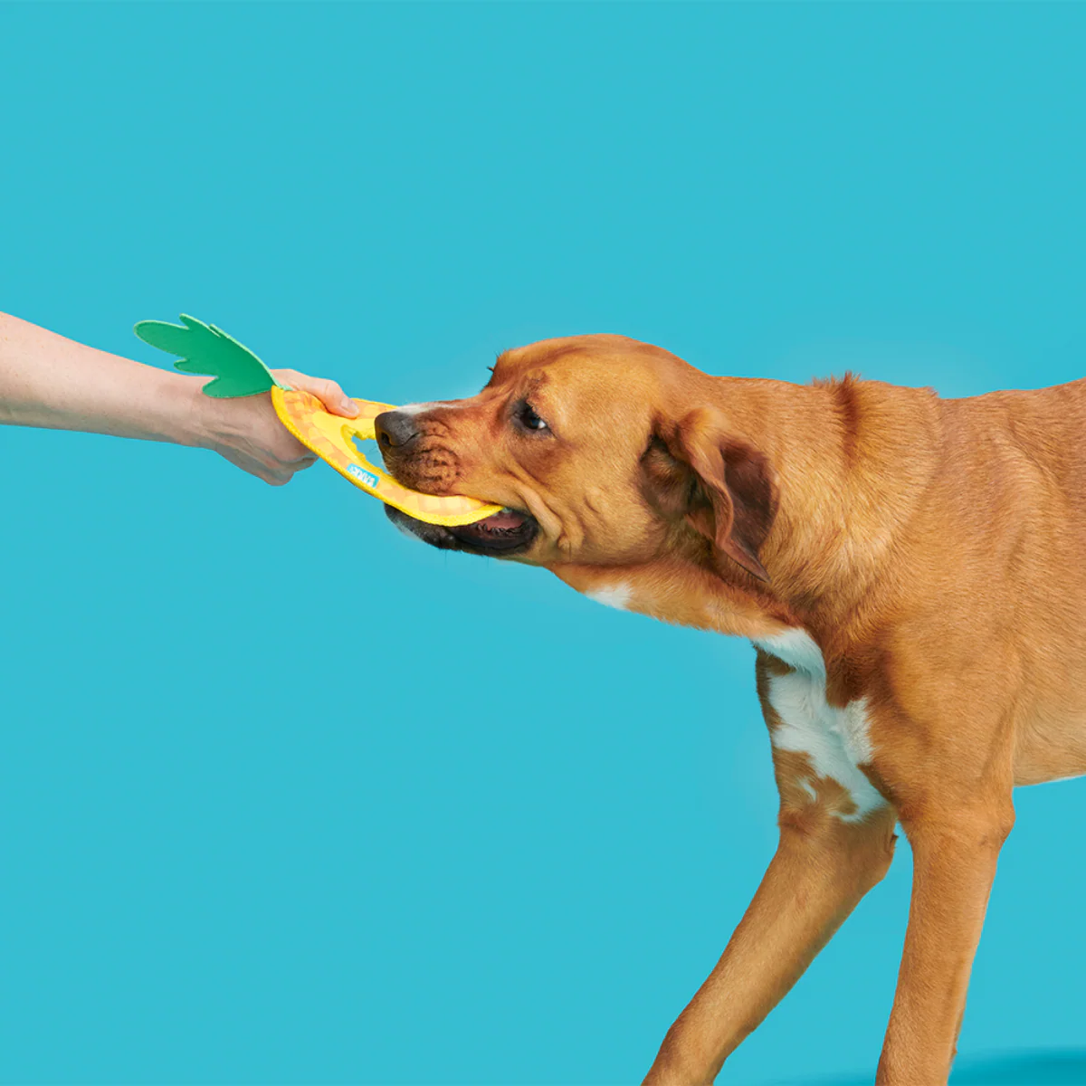 Pineapple Fling Plush Tug + Fetch Dog Toy