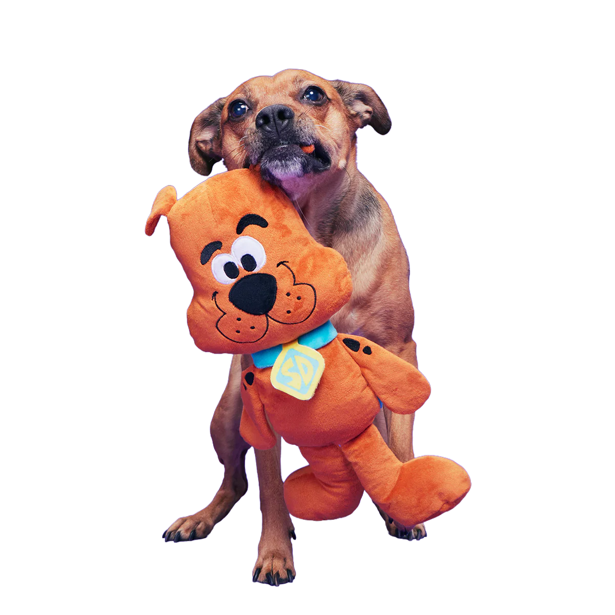 Scooby-Dooby-Doo™ Plush Extra-Large + Tug Dog Toy