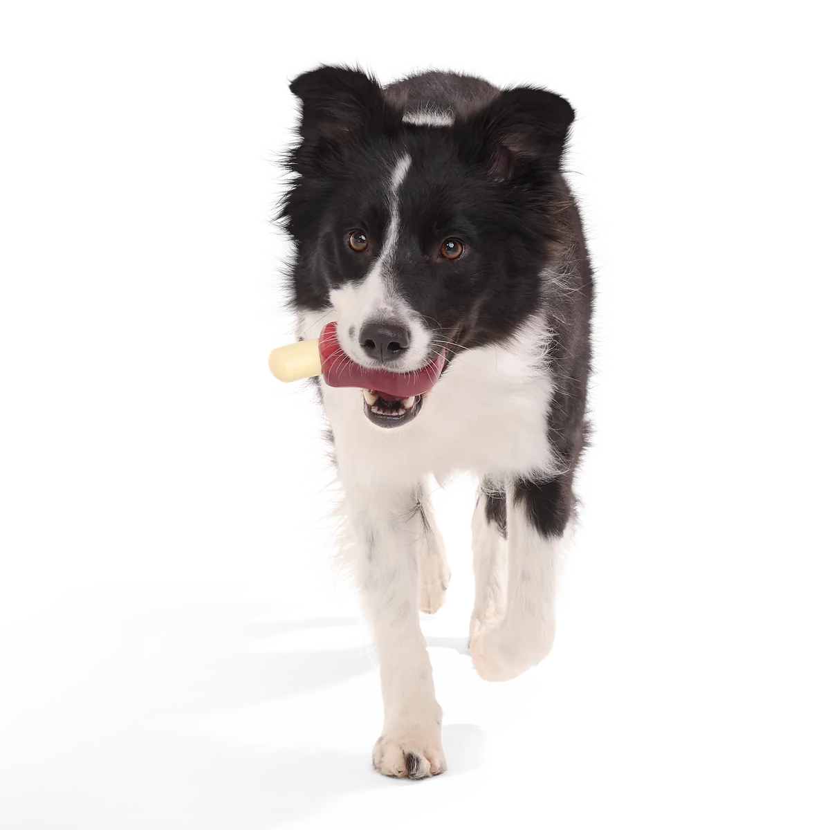 Porkchomp Super Chewer Durable Gnaw Dog Toy
