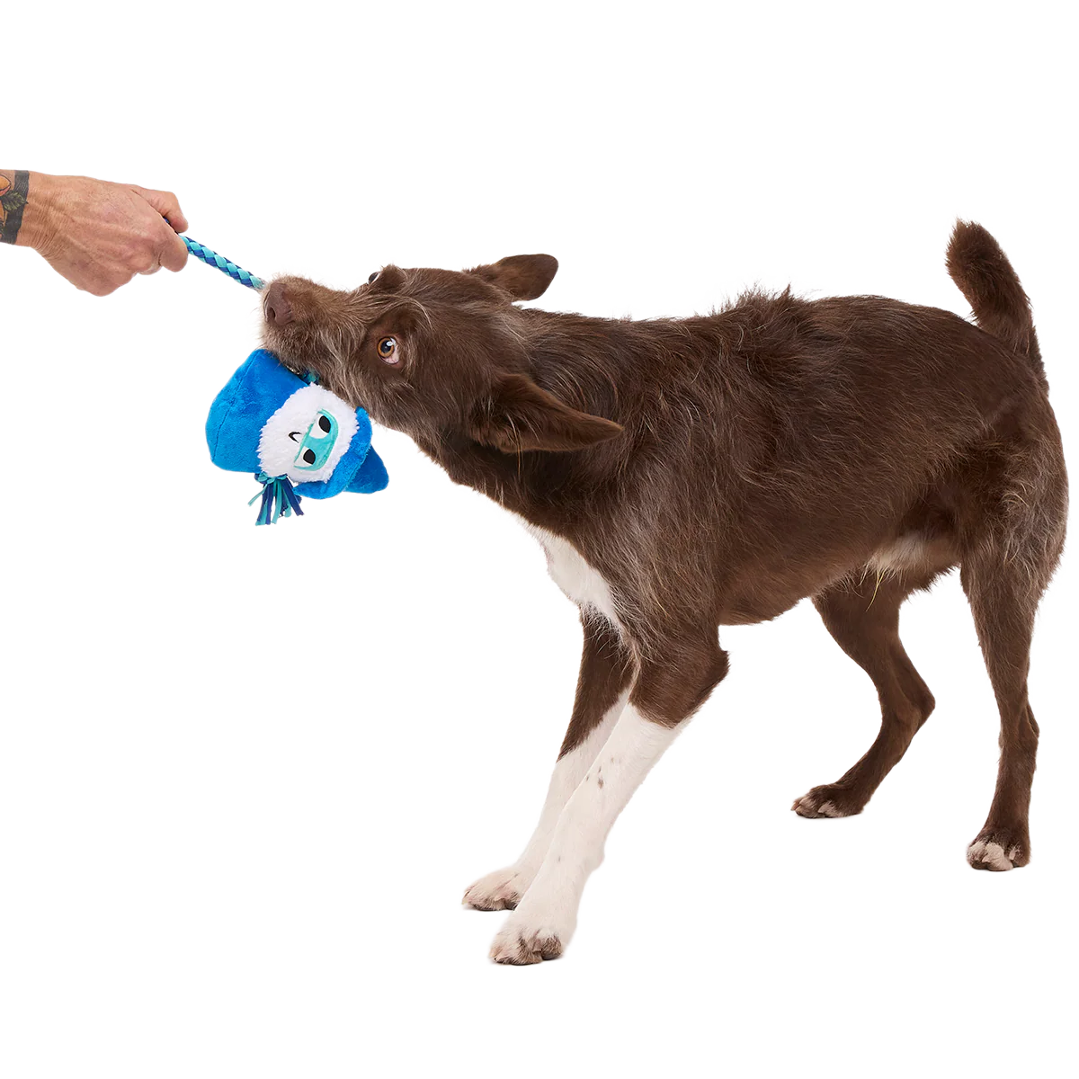 Smellcaster Merlin Plush Tug Dog Toy