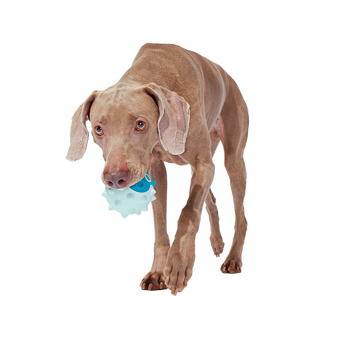 Throwfish Super Chewer Durable Fetch Dog Toy