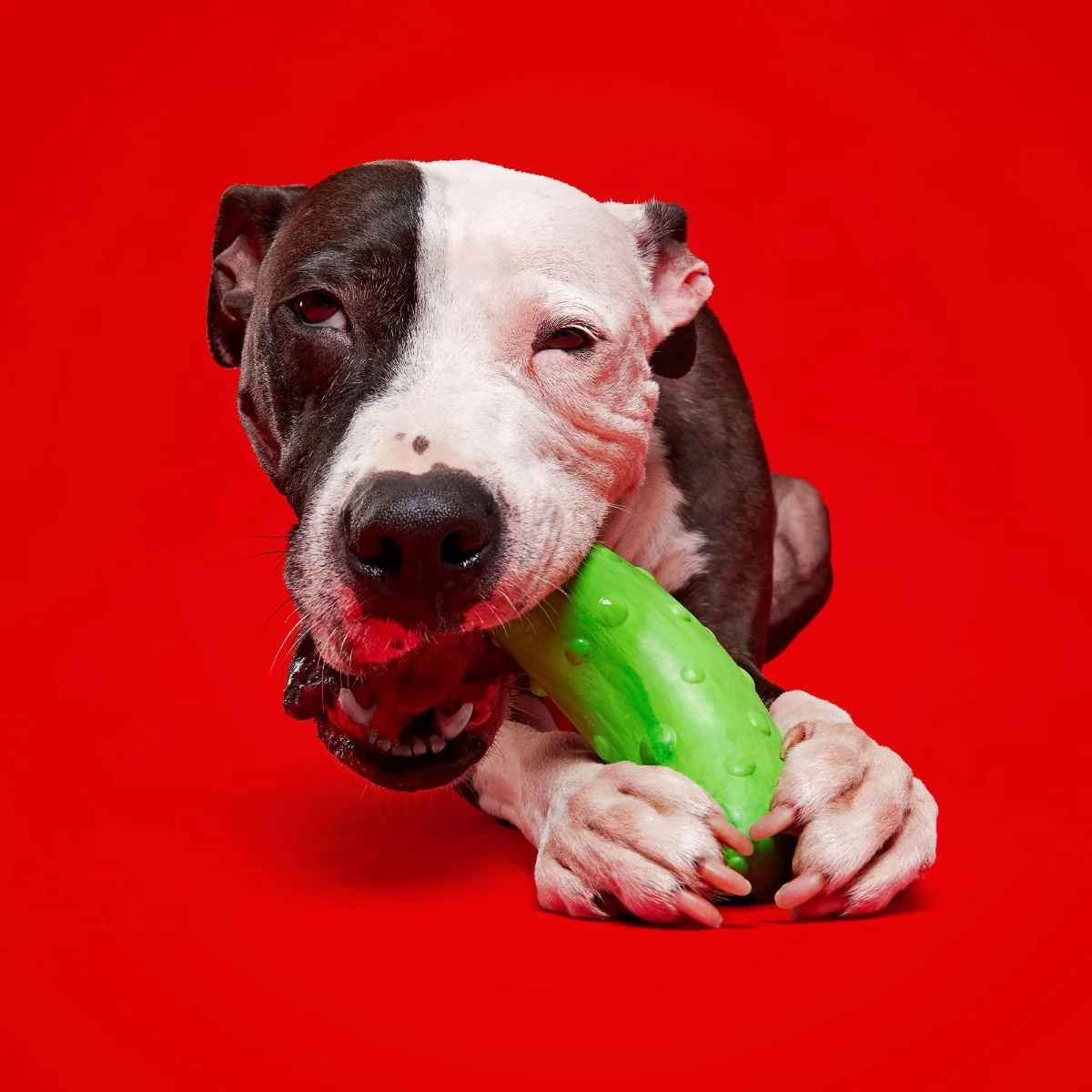 Pickle Stickle Super Chewer Durable Gnaw Dog Toy