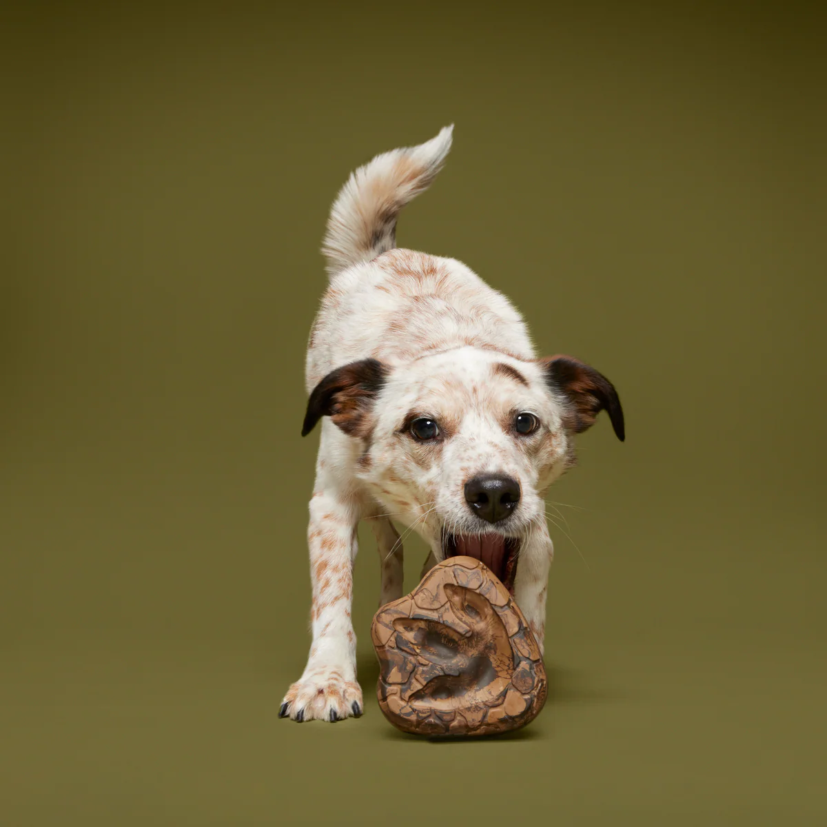 Dino Fossil Chew Durable Super Chewer Enrichment Dog Toy