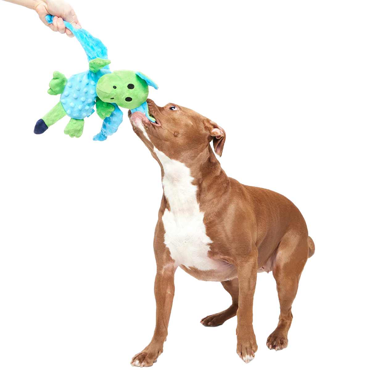 Humbert the Dragon Plush Tug Dog Toy