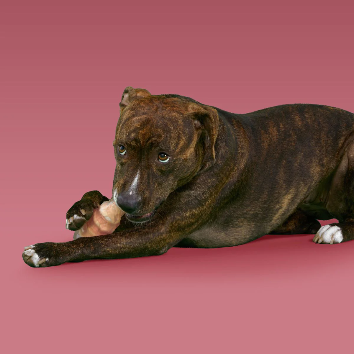 Dandy Rock Candy Durable Super Chewer Gnaw Dog Toy