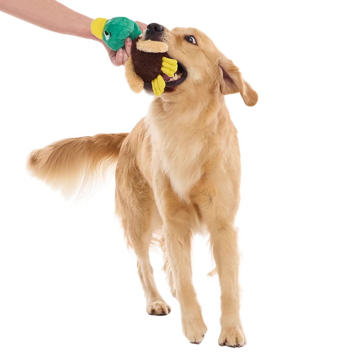 Mal R. Duck Plush Tug Dog Toy