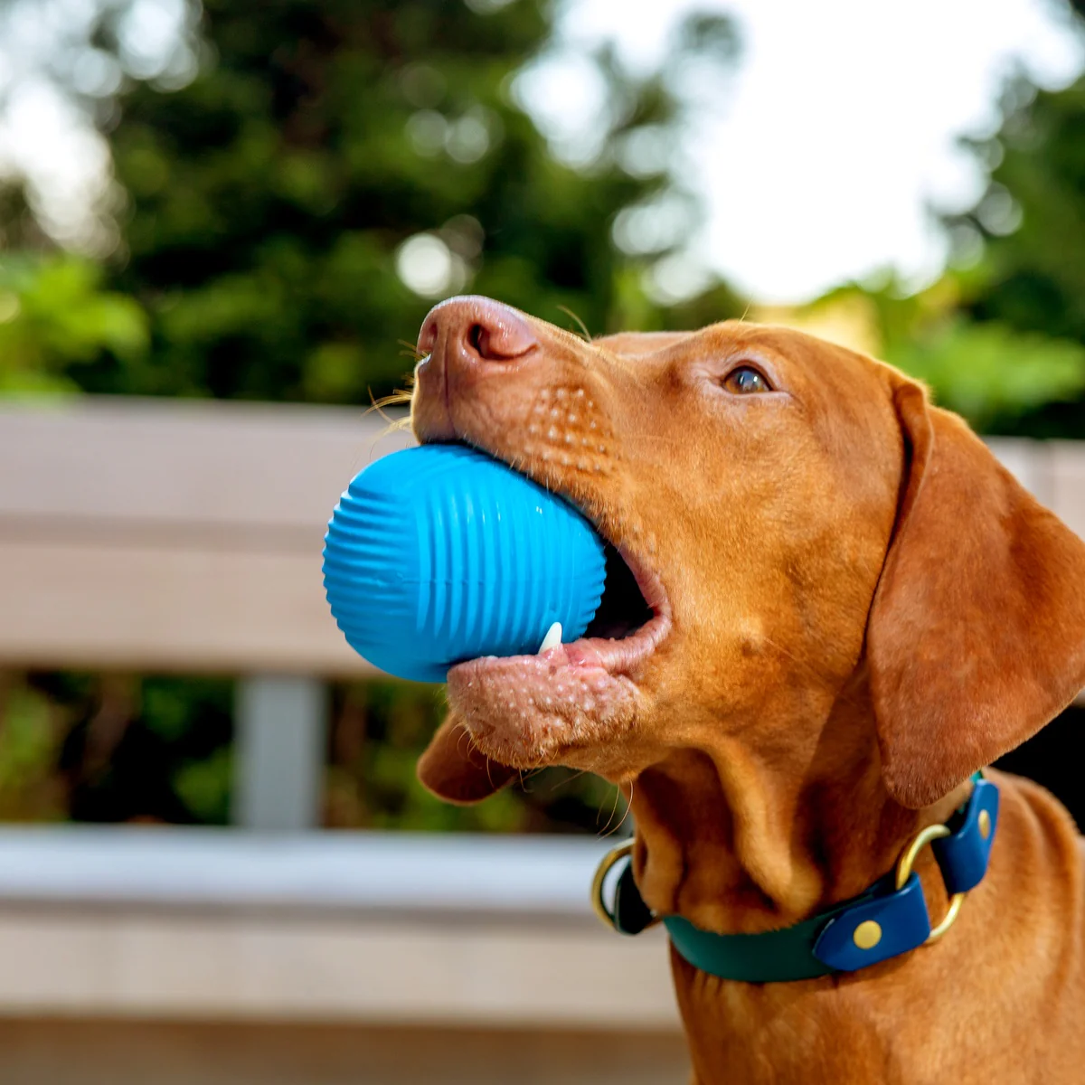Slobber Polo Super Chewer Durable Fetch Dog Toy