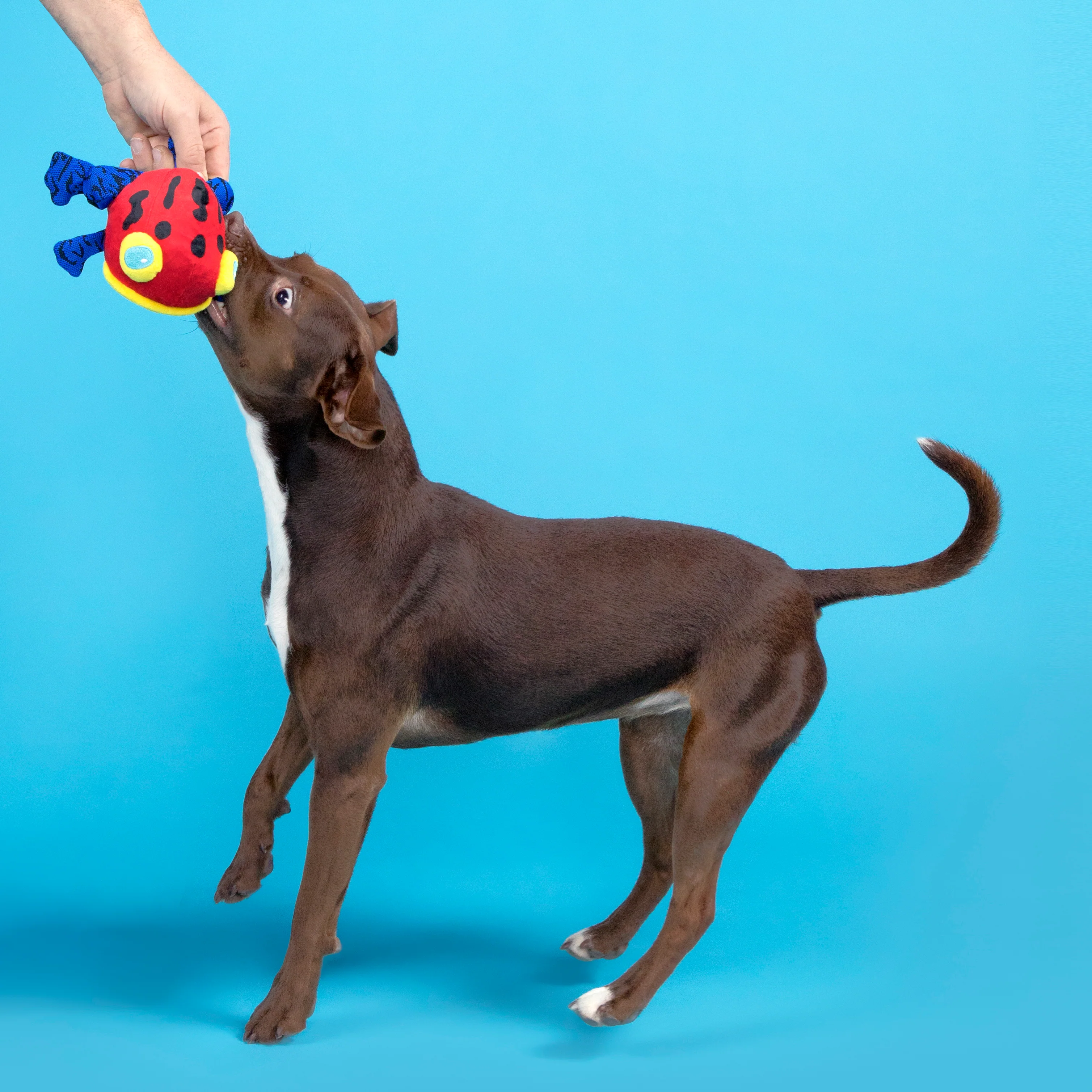 Freckles The Frog Plush 2-In-1 Rip And Reveal Dog Toy