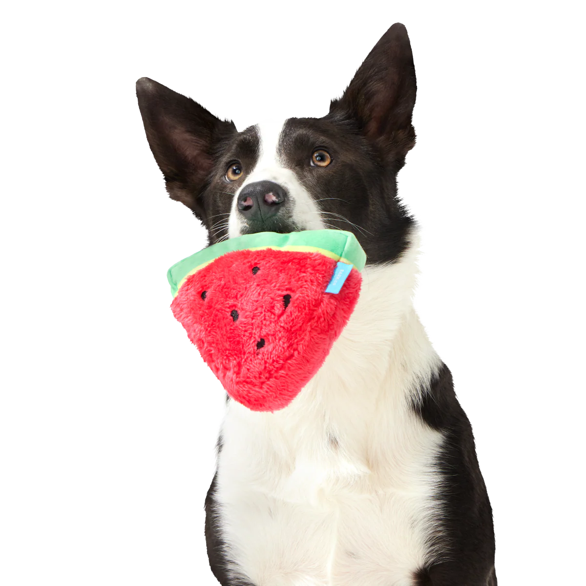 Slobbermelon Pop Plush Tug Dog Toy