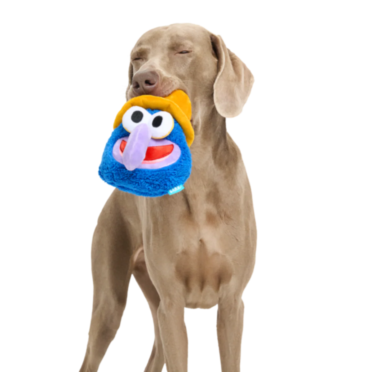 Going, Going, Gonzo Plush Dog Toy