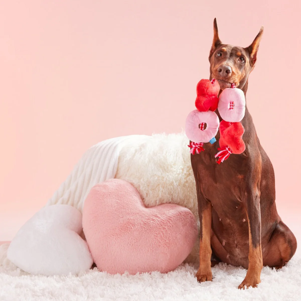 XOXO Rope Tug Plush Tug Dog Toy