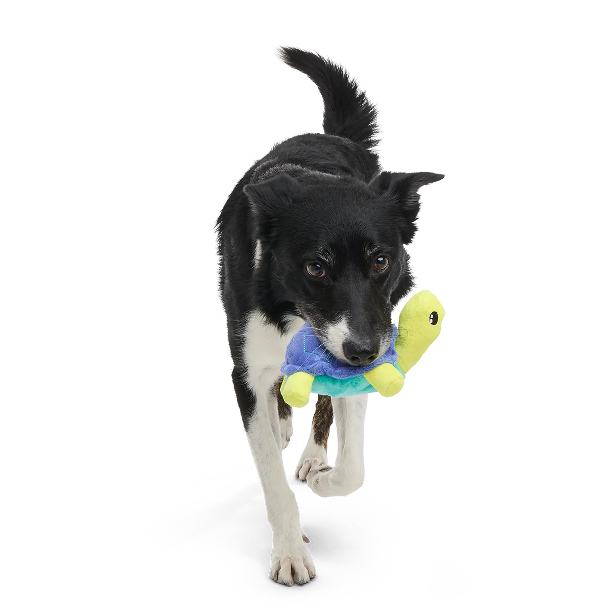 Tiago Tortuga Plush Tug Dog Toy