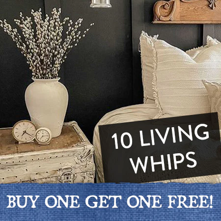 Live Pussy Willow Stem Bundle