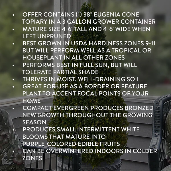 Eugenia Cone Topiary