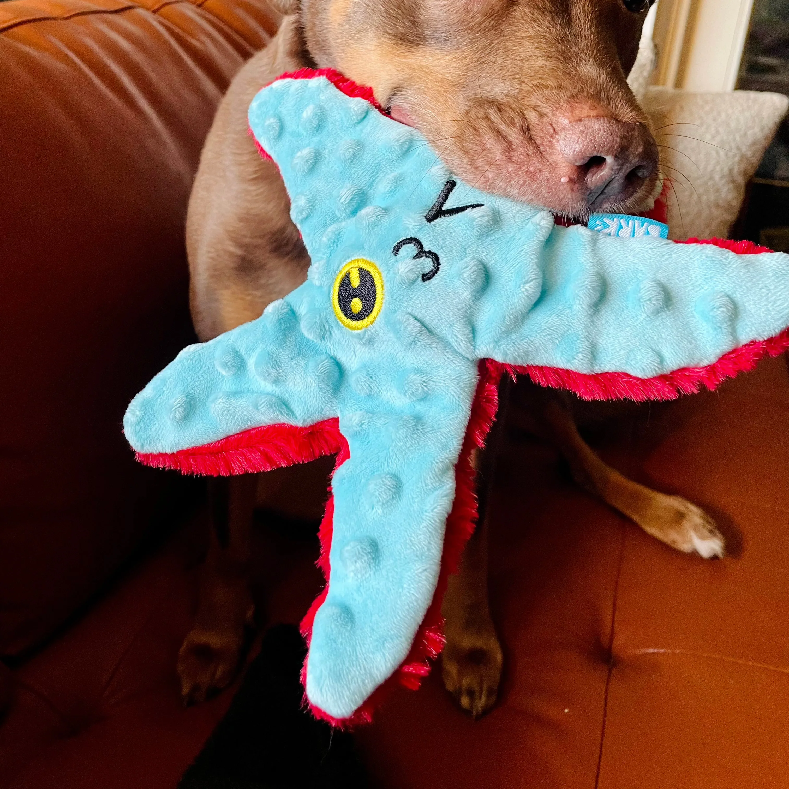Carl Starfish