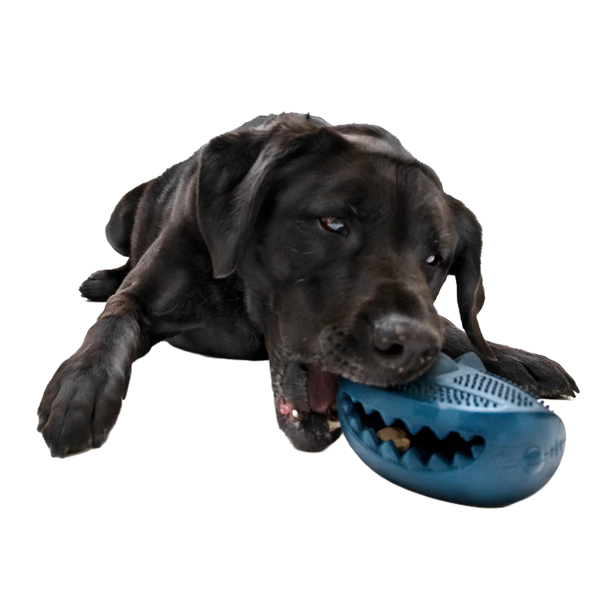 Hammer Fed Shark Super Chewer Durable Enrichment Dog Toy