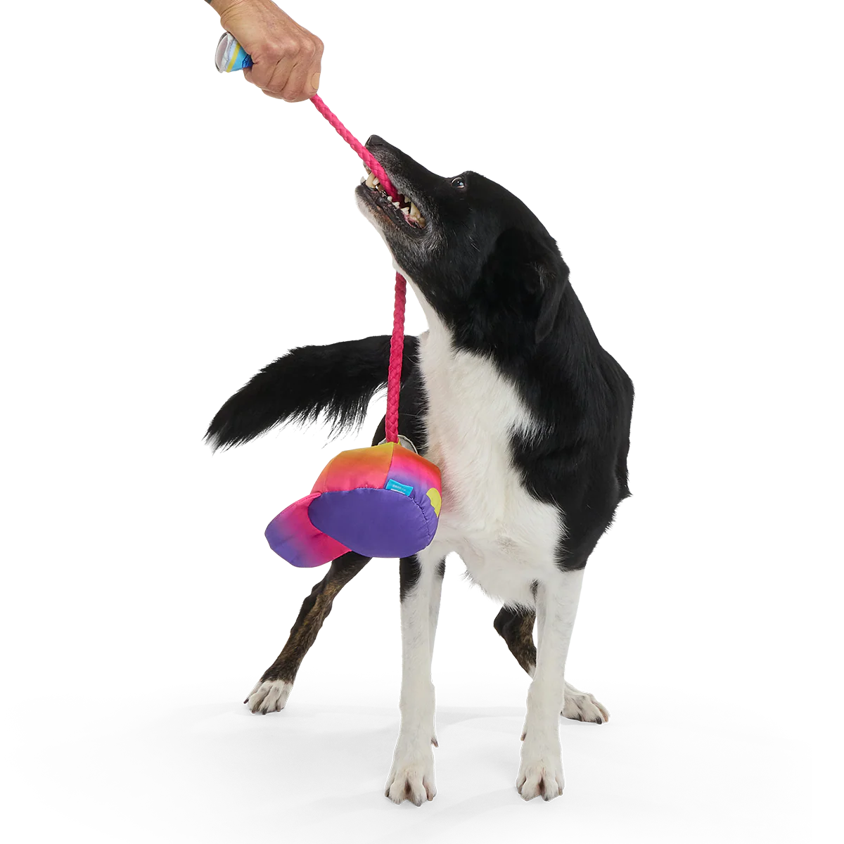 Chug n' Tug Hat Plush Dog Toy