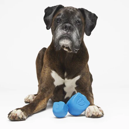 Dreidel Chompian Hanukkah Super Chewer Durable Dog Toy