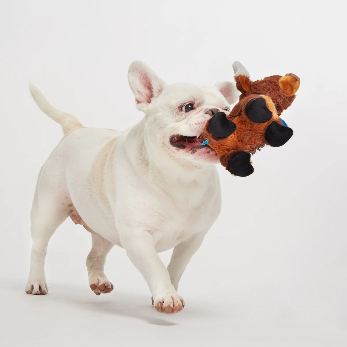 Prancin’ Perry Plush Tug Dog Toy