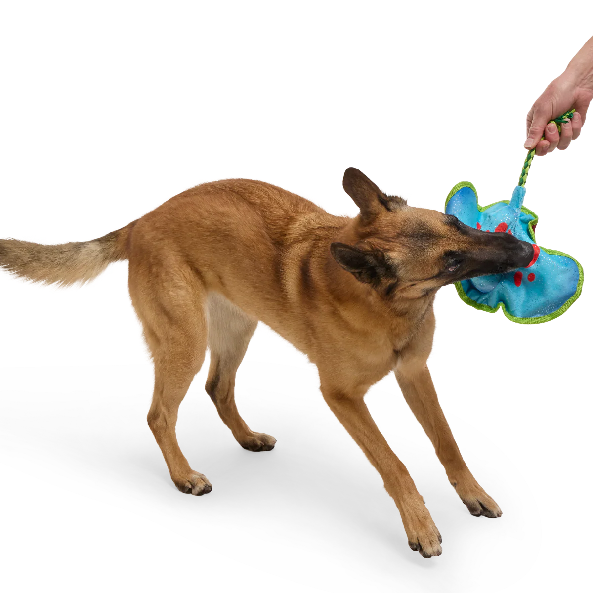 Manny Ray Plush Tug Dog Toy