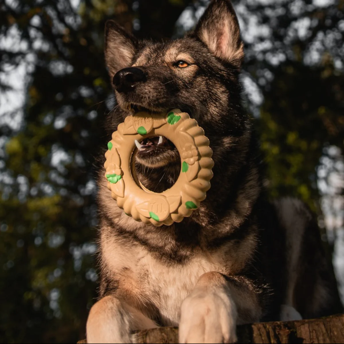 Virgo Ring Toss Super Chewer Durable Enrichment Dog Toy