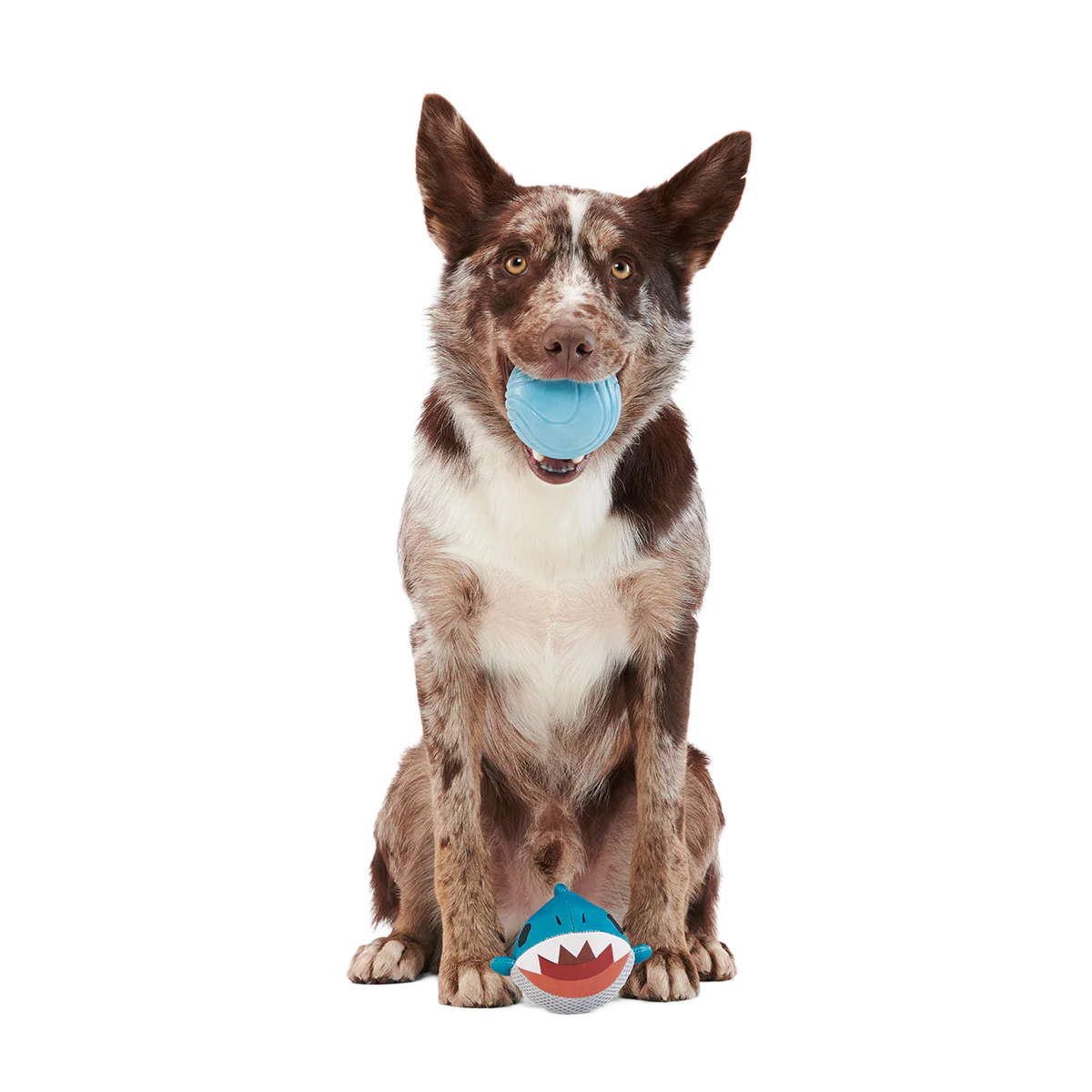 Great White Dwight Super Chewer Durable 2-in-1 + Fetch Dog Toy
