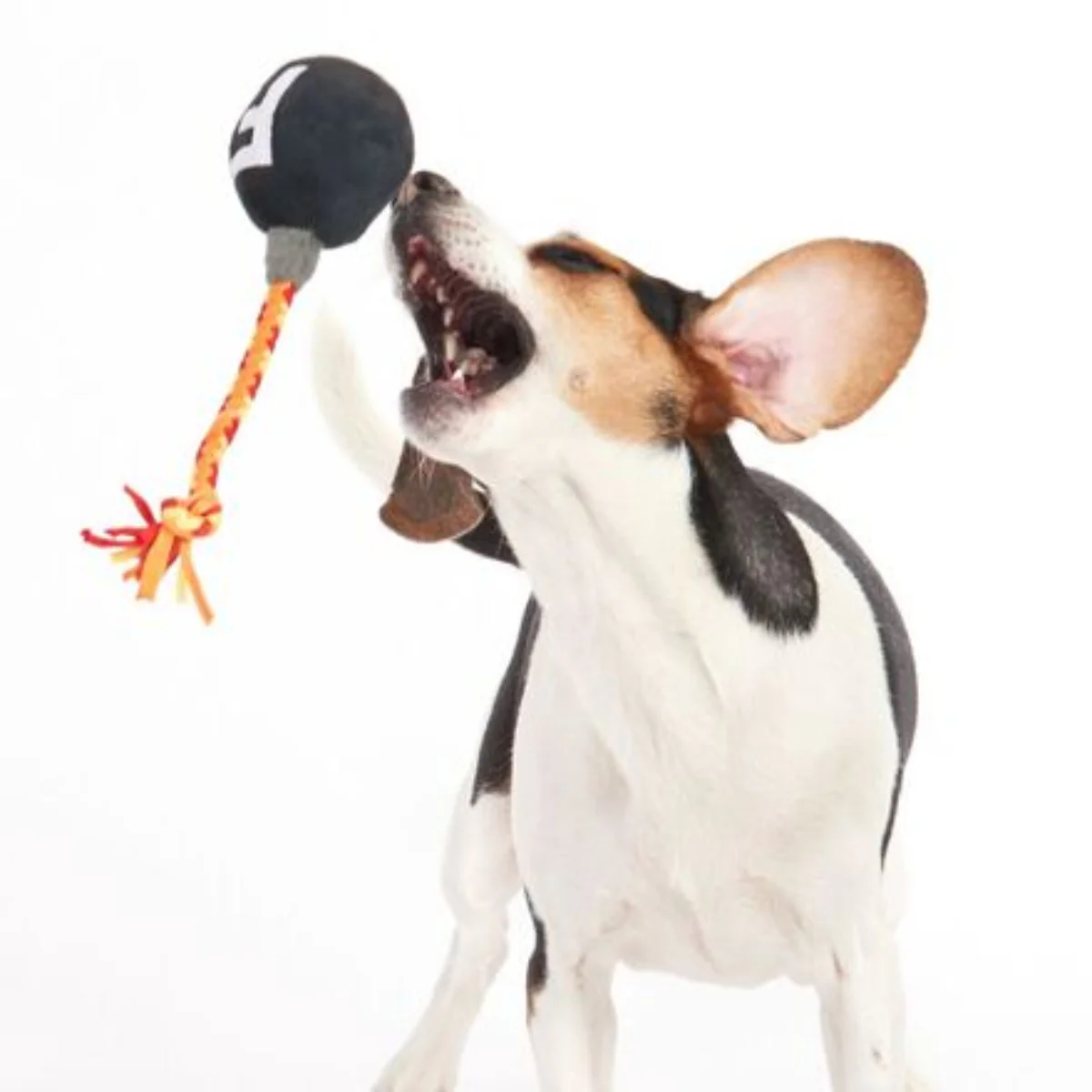 F Bomb Plush Tug Dog Toy