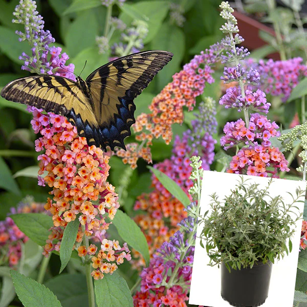 Buddleia Bi-Color