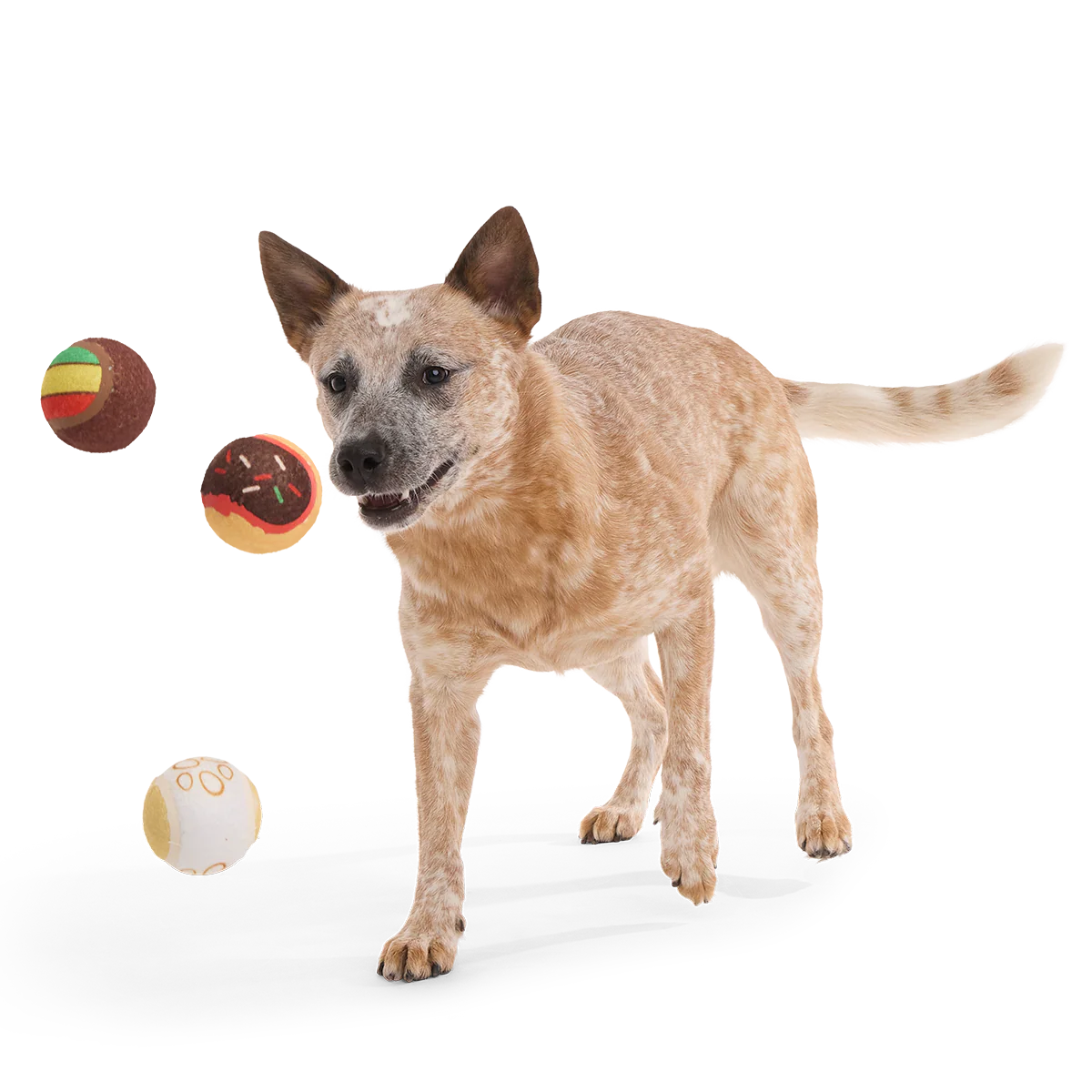 Ballscoti Cookies Plush Multi-Part Fetch Dog Toy