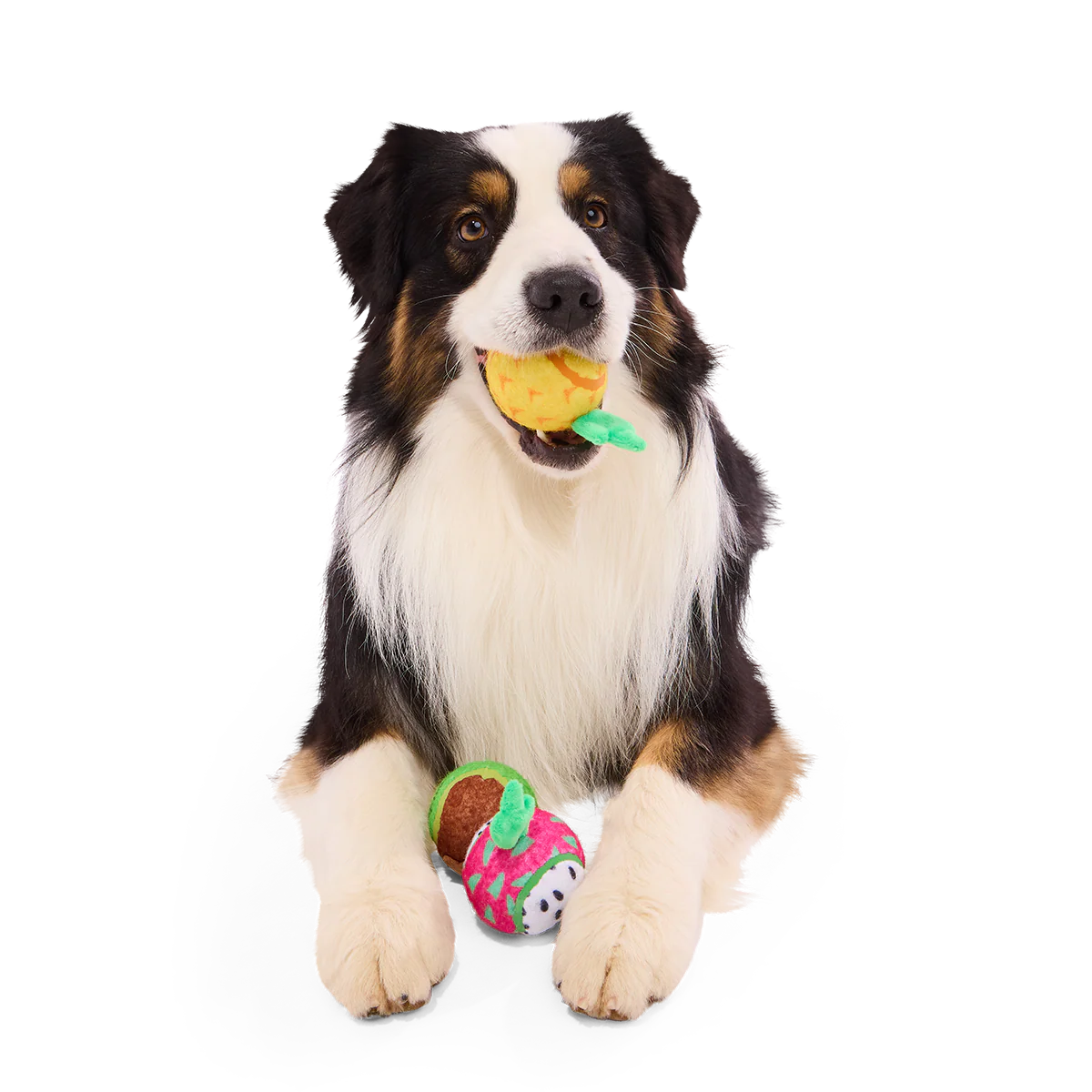 Tennis Ball Club, 3 Squeaky Monthly Tennis Ball Dog Toys