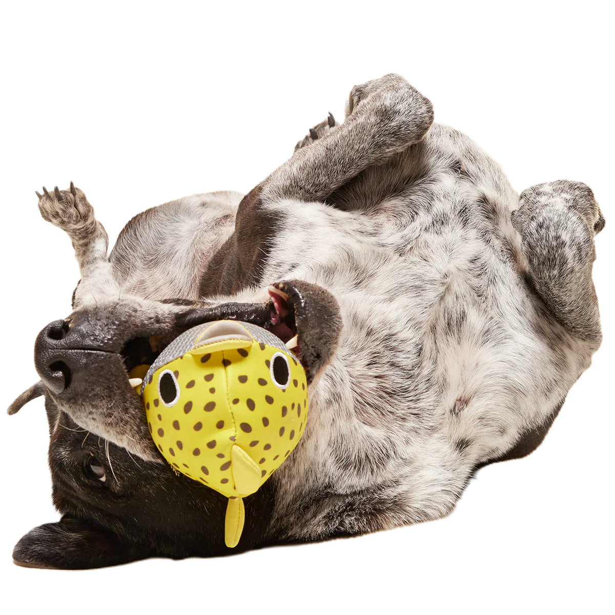 Blowfetch Super Chewer Durable 2-In-1 Fetch Dog Toy