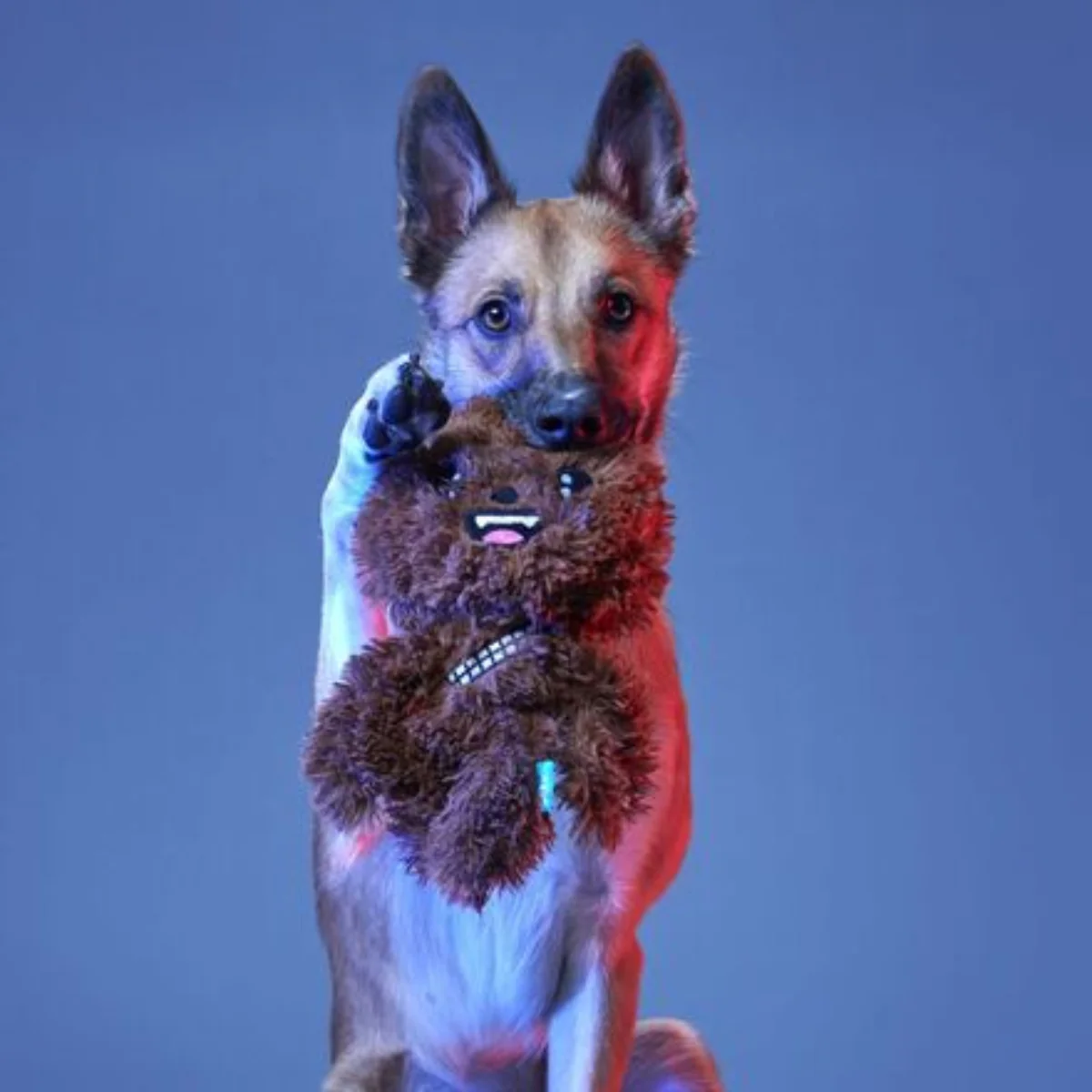 Bark It Up, Fuzzball! Plush Tug Dog Toy