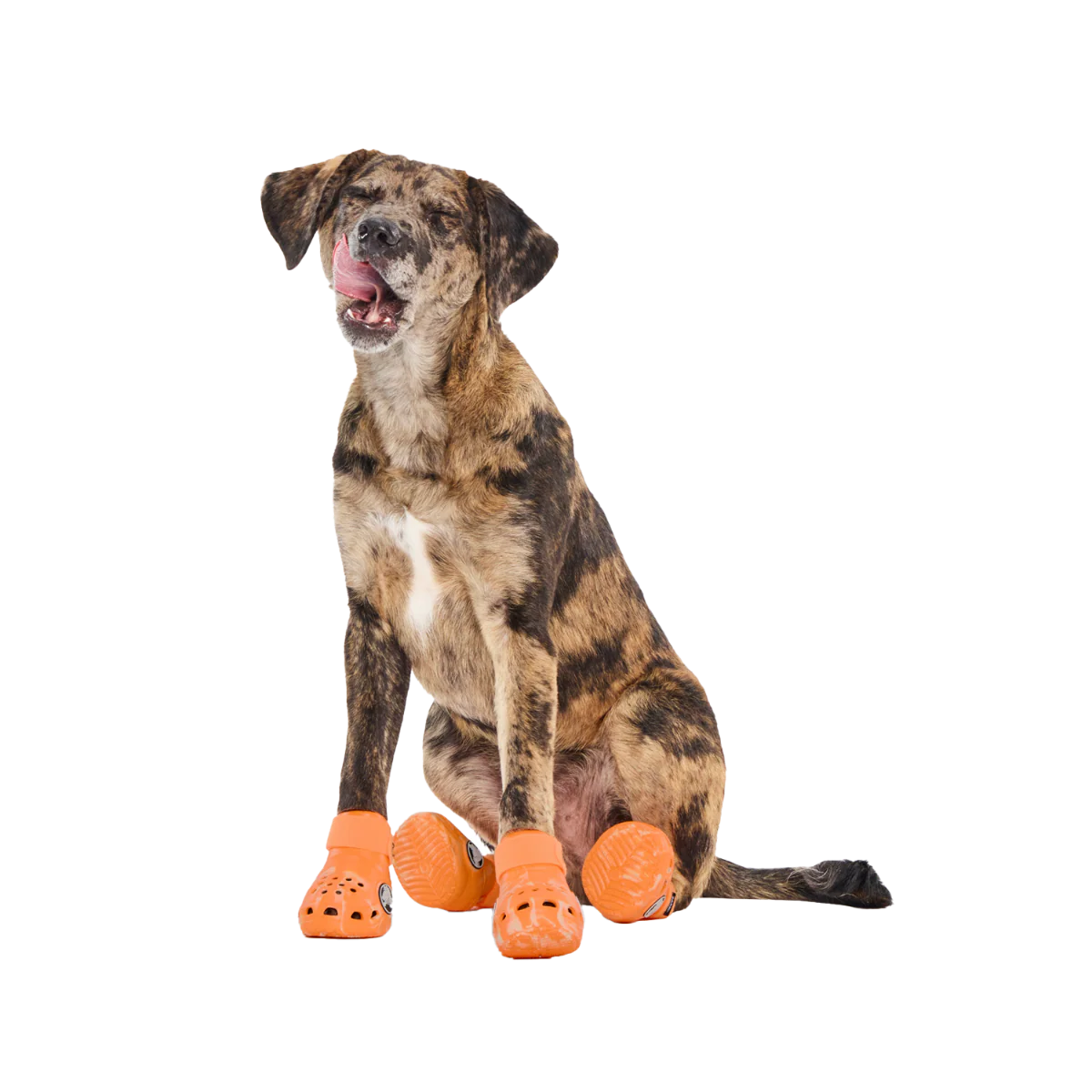 Crocs™ Shoes For Dogs (Copy)