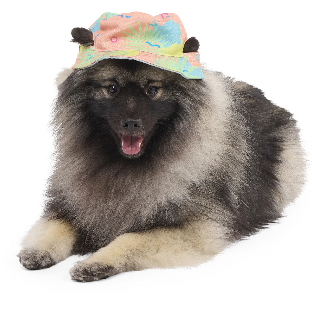 Summertime Reversible Bucket Dog Hat
