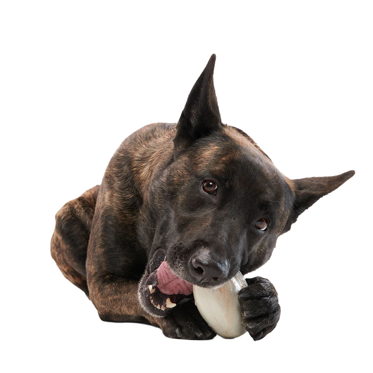 Snack Dollar Super Chewer Durable Enrichment + Fetch Dog Toy